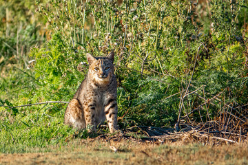 A wild Bobcat (Lynx rufus), at a local park in the hills of Monterey, California.  
