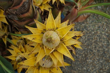 beautiful yellow large japanese blossom
