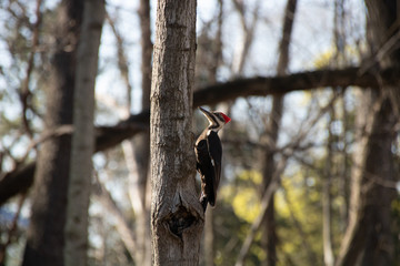 Pileated woodpecker