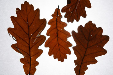 Dry, beautiful, transparent, white, brown, red, orange leaf of a fallen autumn tree on a white background
