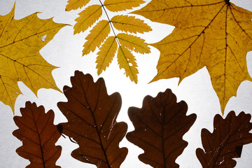 Dry, beautiful, transparent, white, brown, red, orange leaf of a fallen autumn tree on a white background