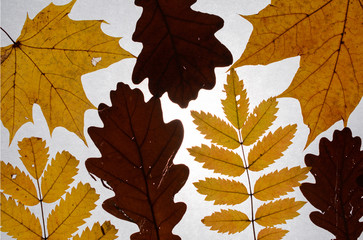 Dry, beautiful, transparent, white, brown, red, orange leaf of a fallen autumn tree on a white background