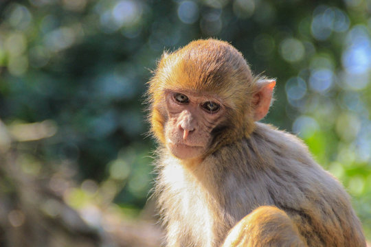 Nepalese monkeys at the sacred monkey temple in Kathmandu - Swayambhunath