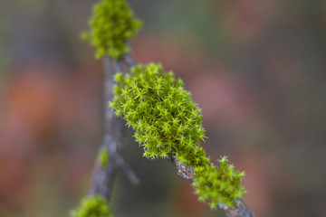 Grünen Moos auf dem Ast im Herbst nach dem Regen.