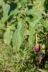 Growing aubergines in garden beds