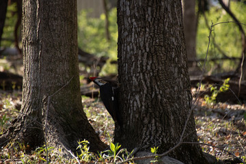 Pileated woodpecker