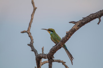 Little bee eater on a branch, Chobe national park, Botswana, Africa