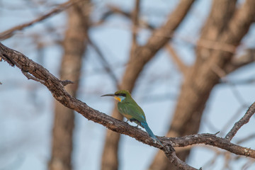 Little bee eater on a branch, Chobe national park, Botswana, Africa