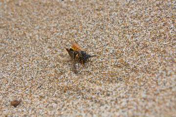 Wespe am Strand von Kreta beim töten einer Biene.