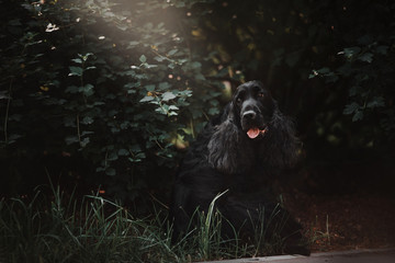 black english cocker spaniel dog portrait in the bushes