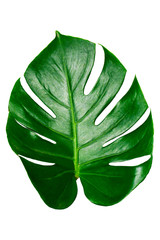 Close-up of tropical jungle Monstera leaves isolated on white background, nature green,Air purifier plant.