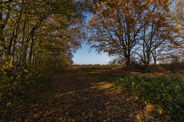 Naklejka premium Krefeld- View to Hiking path nearby Egelsberg / Germany