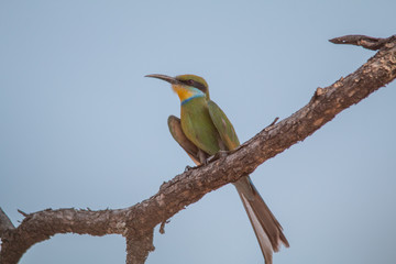 Little bee eater on a branch, Chobe national park, Botswana, Africa