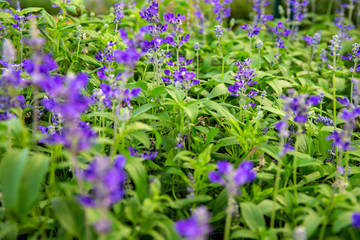 Fototapeta premium Tiny violet flowers in green grass, botanical garden photo closeup. Gentle floral abstraction. Summer garden flowerbed