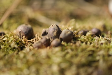 cluster of berries in forest