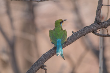 Little bee eater on a branch, Chobe national park, Botswana, Africa