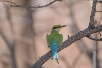Little bee eater on a branch, Chobe national park, Botswana, Africa