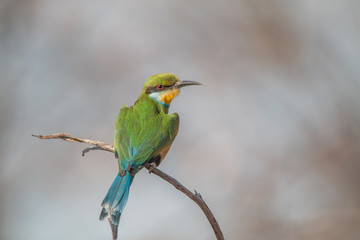 Little bee eater on a branch, Chobe national park, Botswana, Africa