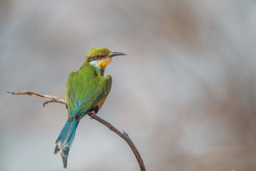 Little bee eater on a branch, Chobe national park, Botswana, Africa