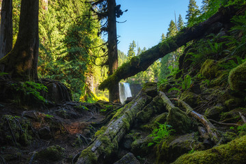 Fallen logs and overgrowing moss near Koosah Falls along the McKenzie River