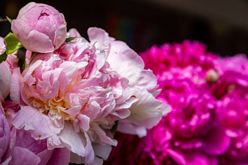 Pretty pink peonies for sale on a market stall