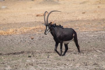 Sable antelope in the plains, Moremi game reserve, Botswana, Africa