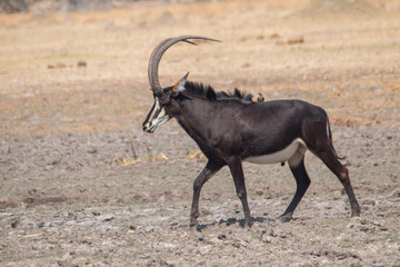 Sable antelope in the plains, Moremi game reserve, Botswana, Africa