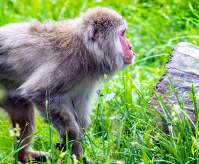 Elder Japanese Macaque roaming his territory. Calgary Zoo, Calgary, Alberta, Canada