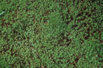 texture and structure of moss