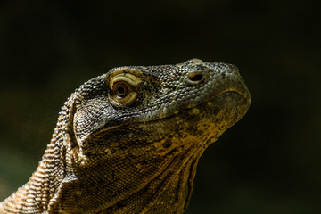 Komodo dragon in portrait. Calgary Zoo, Calgary, Alberta, Canada