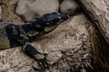 Lace monitor lizard catches some sun. Auckalnd Zoo, Auckland, New Zealand