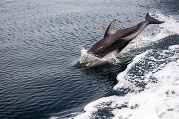 Delfin