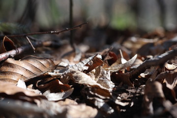 ants in anthill