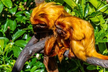 Obraz premium Golden lion tamarin pair snuggling. Auckland Zoo, Auckland, New Zealand