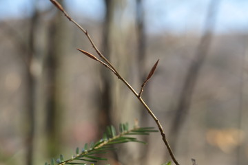 grass on a background