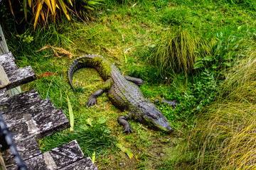 Fototapeta premium Crocodile basking in the grass. Auckland Zoo. Auckland, New Zealand