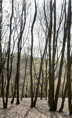 Leafless forest in early spring.