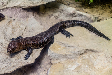 Skinks band together to create a safe harbour. Auckalnd Zoo, Auckland, New Zealand
