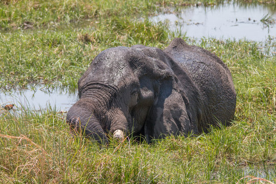 Elephant Bull grazing in the waters of Okavango Delta, Moremi game reserve, Botswana, Africa
