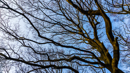 Baumkrone im Winter