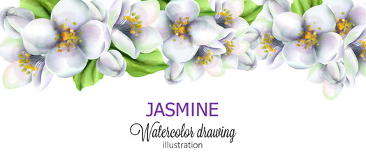 Jasmine watercolor drawing with flowers on top. Vector
