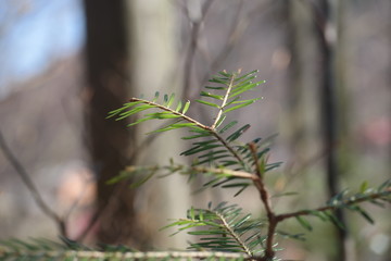 grass on green background