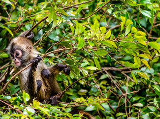 Baby spider monkey sitting in a tree. Auckland Zoo, Auckland, New Zealand