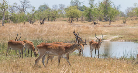 Naklejka na ściany i meble Southern reedbuck in the floodplains of Okavango delta, Moremi game reserve, Botswana, Africa