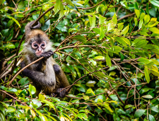 Baby spider monkey sitting in a tree. Auckland Zoo, Auckland, New Zealand