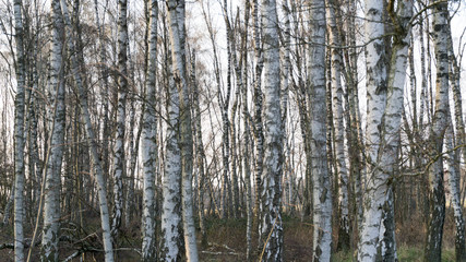 Baumstämme eines Birkenwaldes