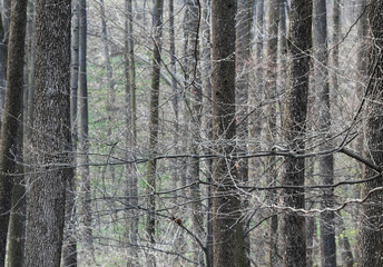Obraz premium Leafless forest in early spring.