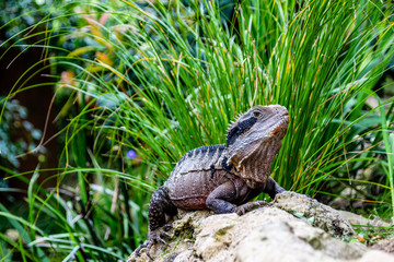 Tuatara basking on a rock. Auckland Zoo. Auckland, New Zealand