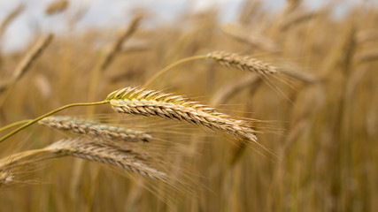 Rye field under blue sky
