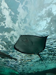 swimming stingray 